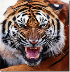 photo of angry Tiger