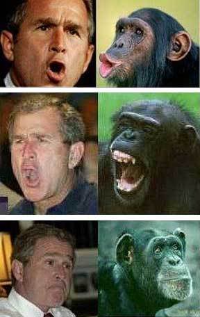 http://www.obamaconspiracy.org/wp-content/uploads/2013/11/george-bush-chimp.jpg