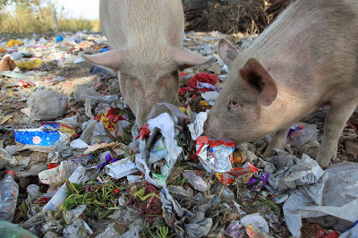 Photo of pigs eating garbage