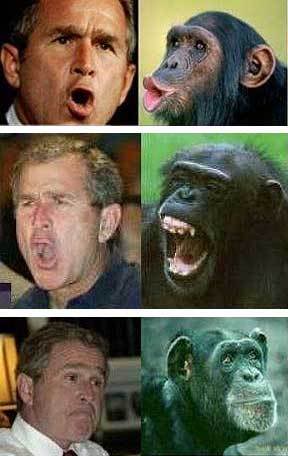 https://www.obamaconspiracy.org/wp-content/uploads/2013/11/george-bush-chimp.jpg