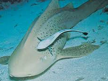 remora