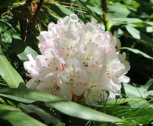 rhododendron_dupont
